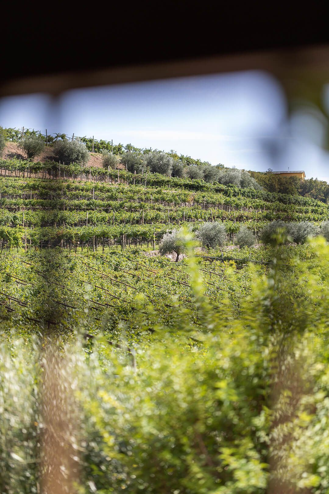 TERRA_ENOTECA